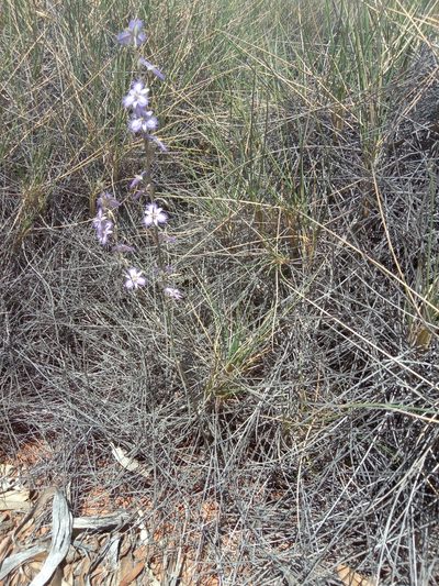 Thysanotus baueri, photographed by Michael McBain