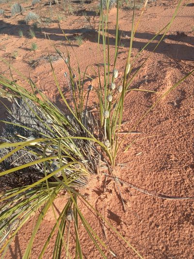 Lomandra leucocephala, photographed by Michael McBain