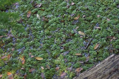 Salvinia natans, photographed by Olena V. Vakarenko