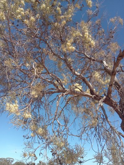 Hakea leucoptera, photographed by Michael McBain