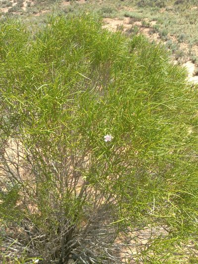 Eremophila sturtii, photographed by Michael McBain