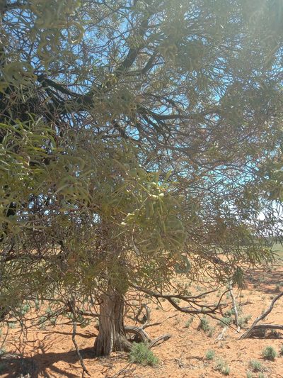 Acacia oswaldii, photographed by Michael McBain