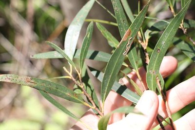 Eucalyptus microcodon, photographed by Greg Tasney