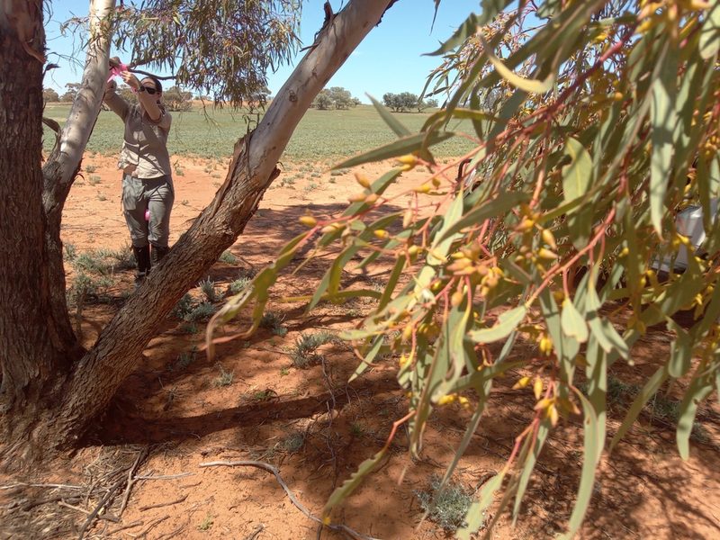 Eucalyptus socialis, photographed by Michael McBain