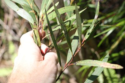 Eucalyptus microcodon, photographed by Greg Tasney