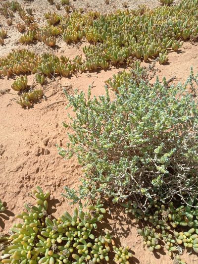 Maireana radiata, photographed by Michael McBain