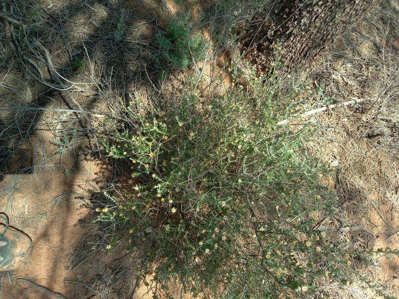 Olearia pimeleoides, photographed by Michael McBain