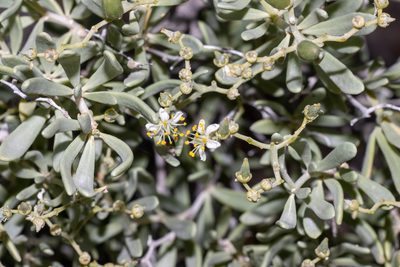 Nitraria billardierei, photographed by T. Hammer