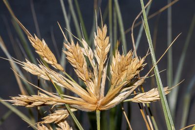 Spinifex hirsutus, photographed by T. Hammer