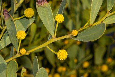 Acacia anceps, photographed by T. Hammer