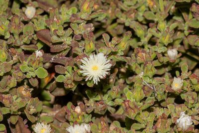 Mesembryanthemum aitonis, photographed by T. Hammer
