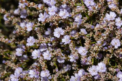 Limonium hyblaeum, photographed by T. Hammer