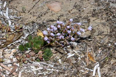 Limonium hyblaeum, photographed by T. Hammer