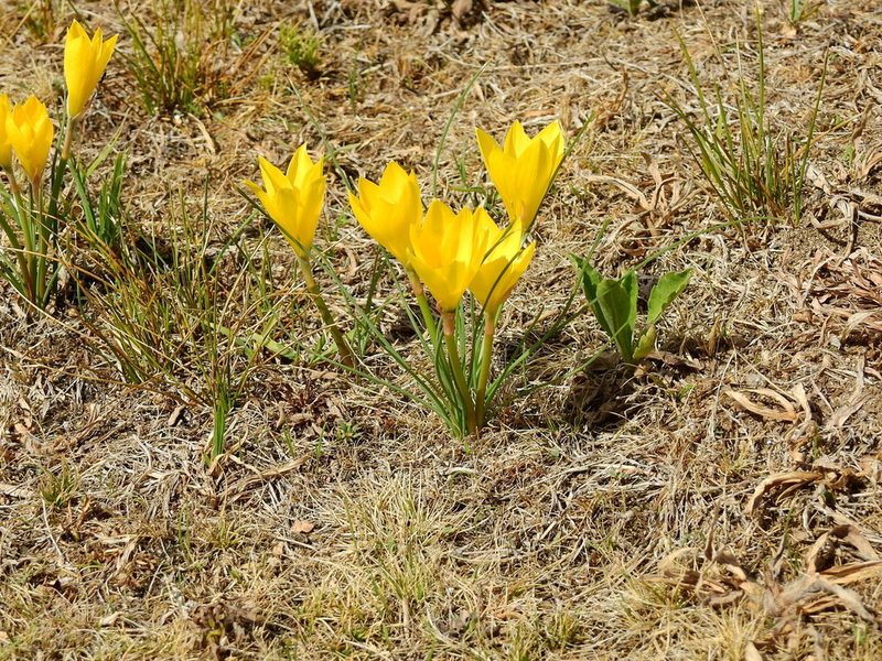 Zephyranthes filifolia, photographed by Guillermo Debandi