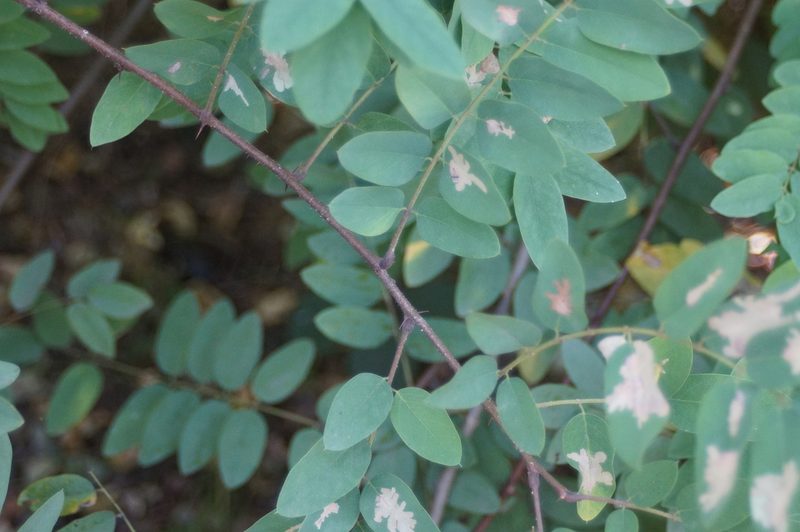 Robinia viscosa, photographed by Olena V. Vakarenko