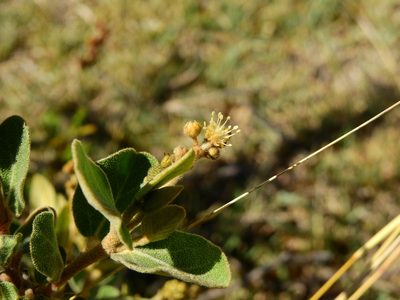 Croton lanatus, photographed by Guillermo Debandi