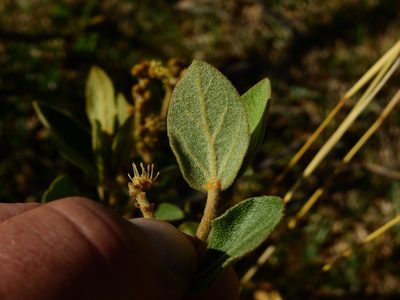 Croton lanatus, photographed by Guillermo Debandi