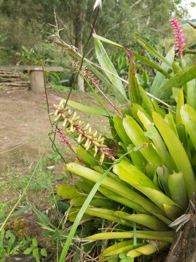 Aechmea gamosepala, photographed by Jon Jorgensen