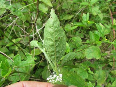 Calyptocarpus brasiliensis, photographed by Matias Cabezas