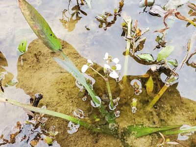 Sagittaria platyphylla, photographed by Samuel A Schmid, PhD, PWS