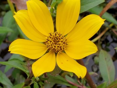 Bidens laevis, photographed by Samuel A Schmid, PhD, PWS