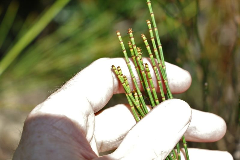 Allocasuarina rigida, photographed by Greg Tasney