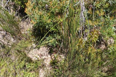 Allocasuarina rigida, photographed by Greg Tasney