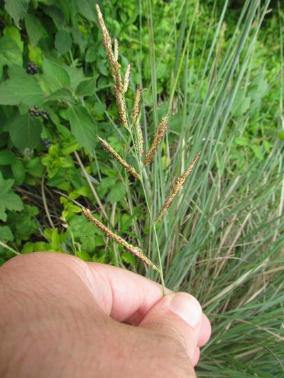 Paspalum quadrifarium, photographed by Matias Cabezas