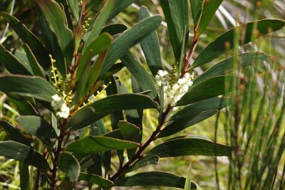 Acacia obtusifolia, photographed by Greg Tasney
