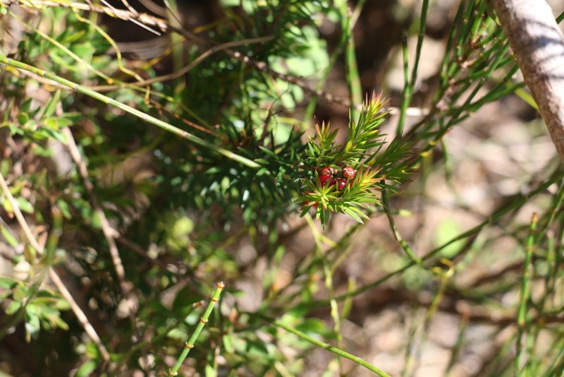Acrothamnus melaleucoides, photographed by Greg Tasney