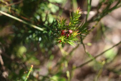 Acrothamnus melaleucoides, photographed by Greg Tasney