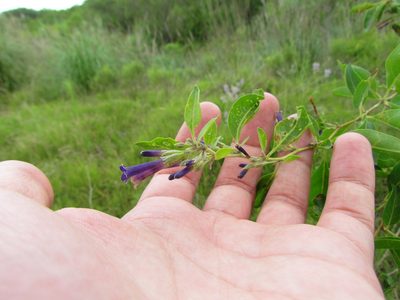 Lycium cestroides, photographed by Matias Cabezas