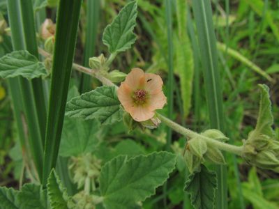 Sphaeralcea bonariensis, photographed by Matias Cabezas