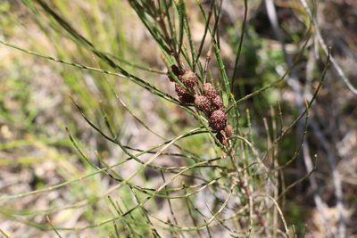 Allocasuarina rigida, photographed by Greg Tasney