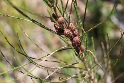 Allocasuarina rigida, photographed by Greg Tasney