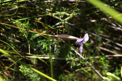 Patersonia glabrata, photographed by Greg Tasney
