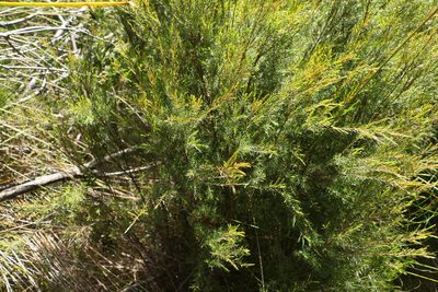 Baeckea linifolia, photographed by Greg Tasney