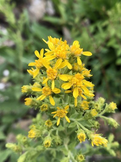 Solidago wrightii, photographed by Jared Shorma