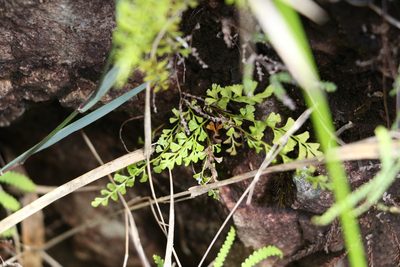 Lindsaea microphylla, photographed by Greg Tasney
