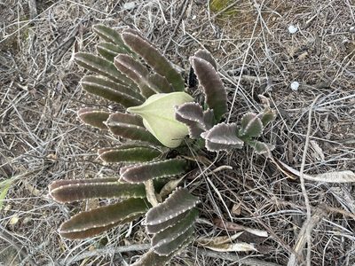 Stapelia gigantea, photographed by Anisha Kumra