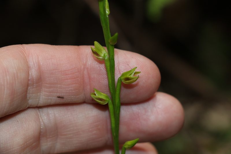 Prasophyllum flavum, photographed by Greg Tasney