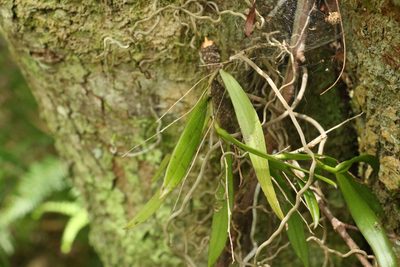 Plectorrhiza tridentata, photographed by Greg Tasney