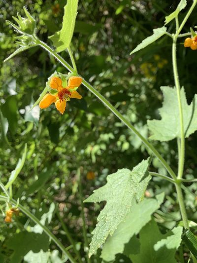 Loasa acerifolia, photographed by nitsuga74