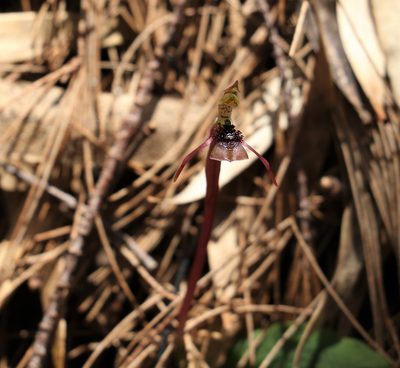 Chiloglottis sylvestris, photographed by Greg Tasney