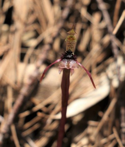 Chiloglottis sylvestris, photographed by Greg Tasney