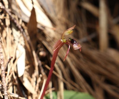 Chiloglottis sylvestris, photographed by Greg Tasney