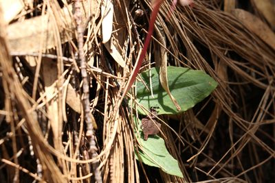 Chiloglottis sylvestris, photographed by Greg Tasney