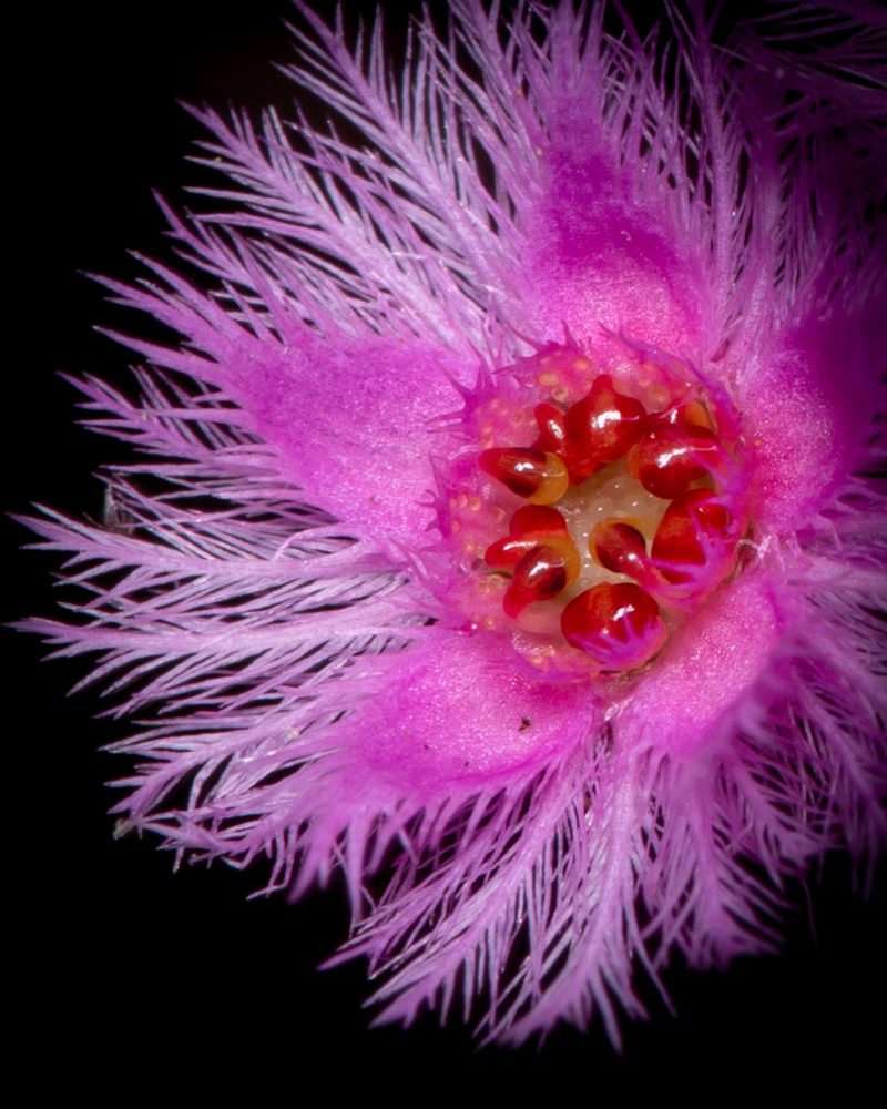 Verticordia fimbrilepis, photographed by Cal Wood