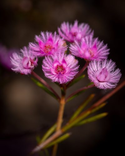 Verticordia fimbrilepis, photographed by Cal Wood