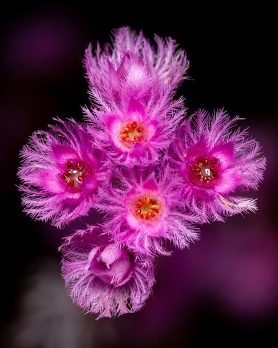 Verticordia fimbrilepis, photographed by Cal Wood
